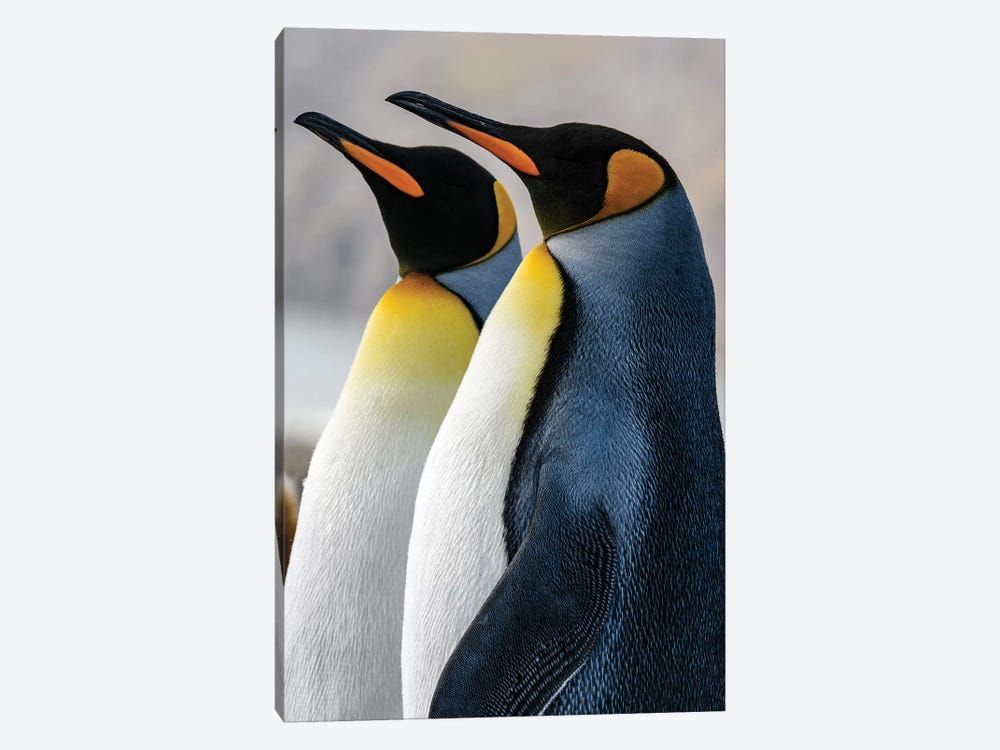 South Georgia Island, St. Andrews Bay. King Penguins. Canvas Poster 8″x12″ 12×18″ 18″x26″ 24″x36″ 30″x45″