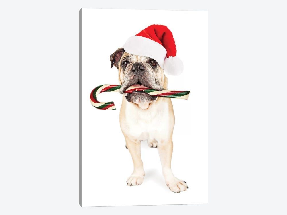 Christmas Bulldog Eating Candy Cane Canvas Poster 8″x12″ 12×18″ 18″x26″ 24″x36″ 30″x45″