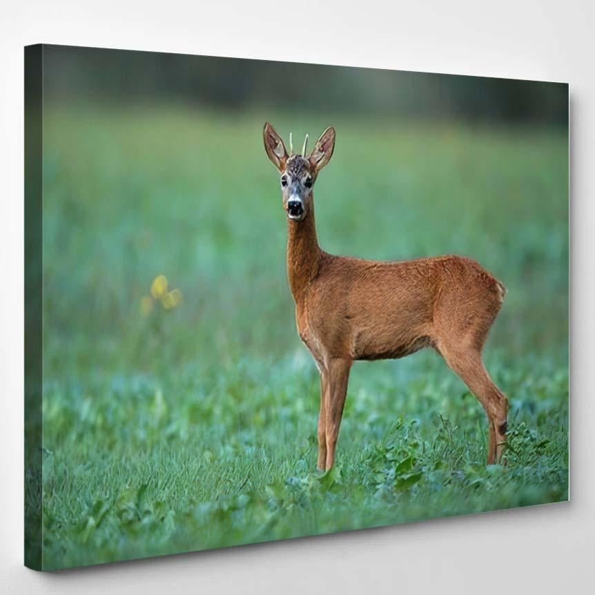 Alert Roe Deer Capreolus Buck Listening – Deer Animals Canvas Print