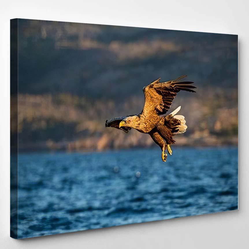 Whitetailed Eagle Haliaeetus Albicilla Just Has 4 – Eagle Animals Canvas Print