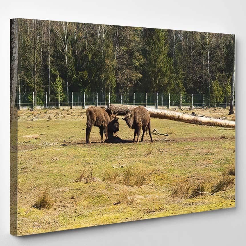 Two Bison Field Near Broken Tree – Bison Animals Canvas Print