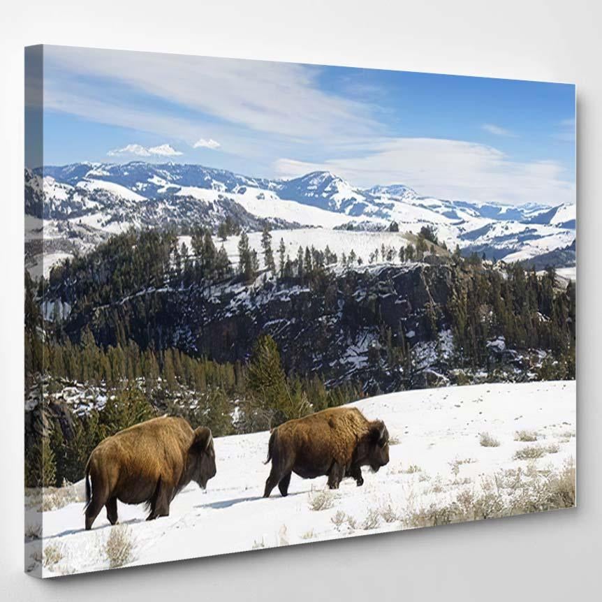 American Bison Walking Landscape Yellowstone National – Bison Animals Canvas Print