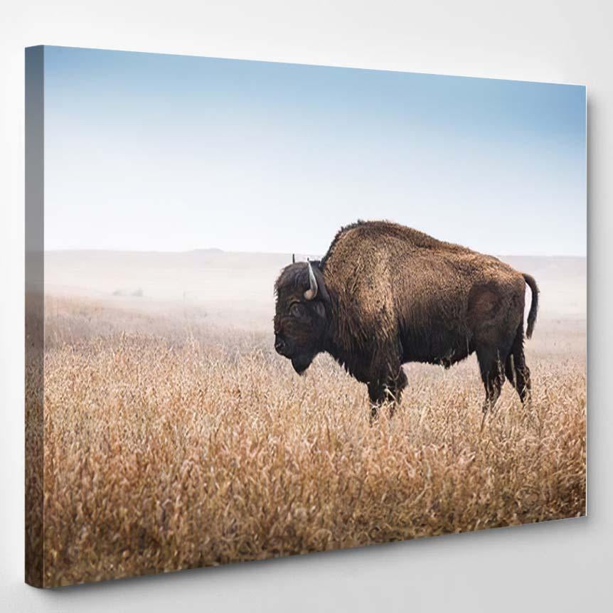 American Bison Buffalo Profile Standing Tall 1 – Bison Animals Canvas Print