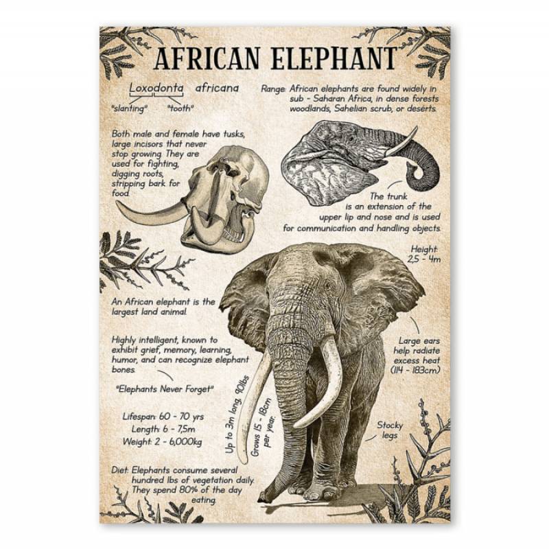 African Elephant Unique Custom Design Canvas Animal Present