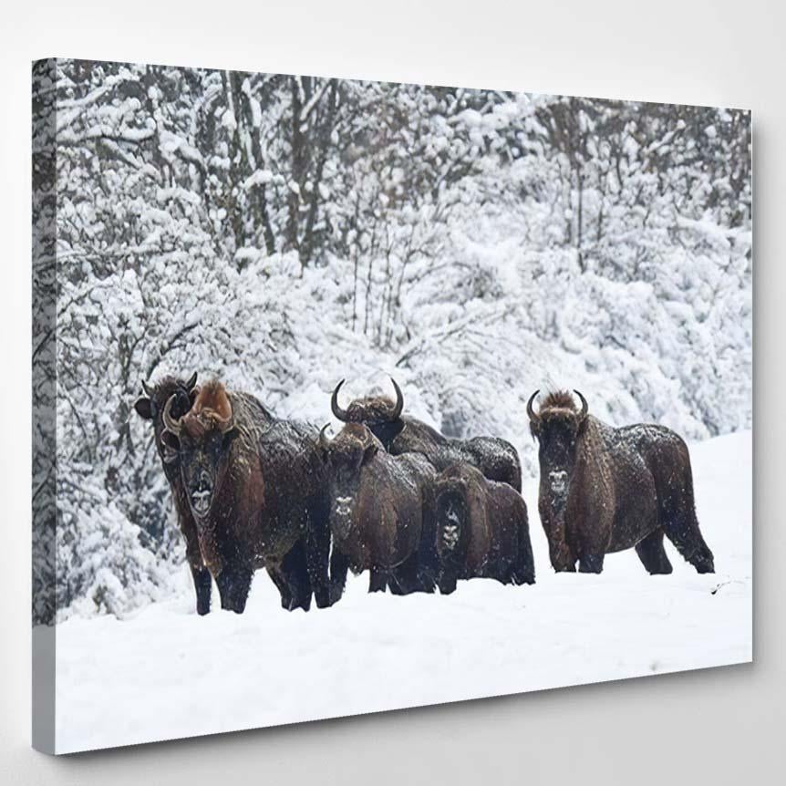 Wisent Bison Bonasus Snowy Meadow Winter – Bison Animals Canvas Print