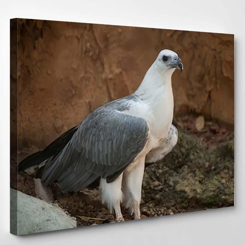 Whitebellied Seaeagle Haliaeetus Leucogaster – Eagle Animals Canvas Print