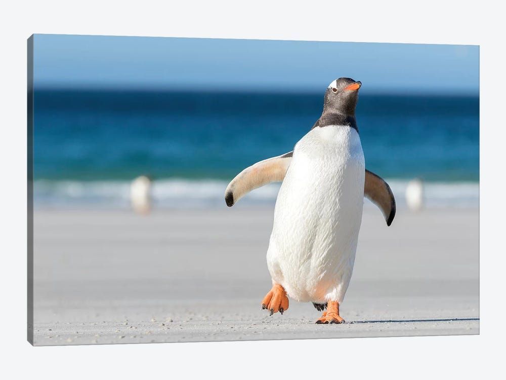 Gentoo Penguin Falkland Islands. Marching at evening to the colony II Canvas Poster 8″x12″ 12×18″ 18″x26″ 24″x36″ 30″x45″