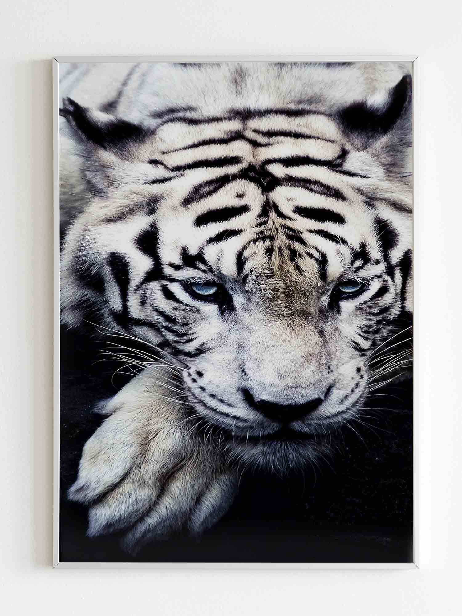 White Tiger Animal Poster