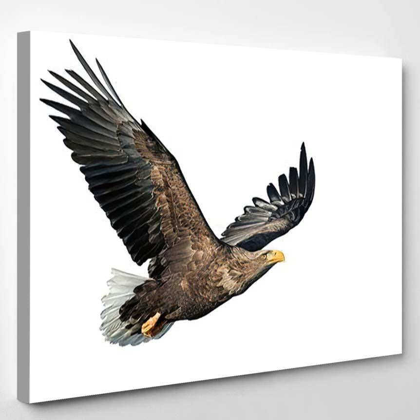 Adult Whitetailed Eagle Flight Isolated On 1  1 – Eagle Animals Canvas Print