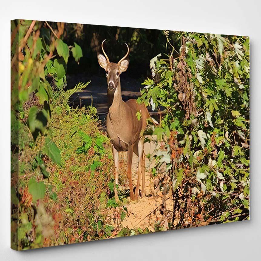 White Tailed Deer Buck Poses Autumn – Deer Animals Canvas Print