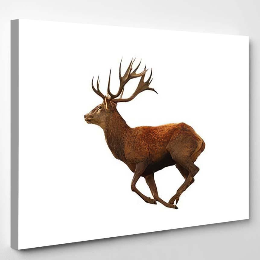 Red Deer Running Isolated Over White – Deer Animals Canvas Print