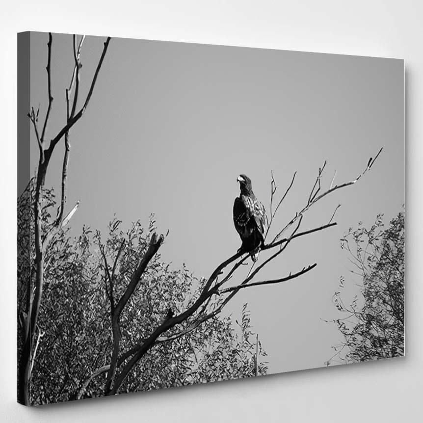 Whitetailed Eagle Against Blue Sky Wild 1 – Eagle Animals Canvas Art Wall Decor Christmas Gift Ideas