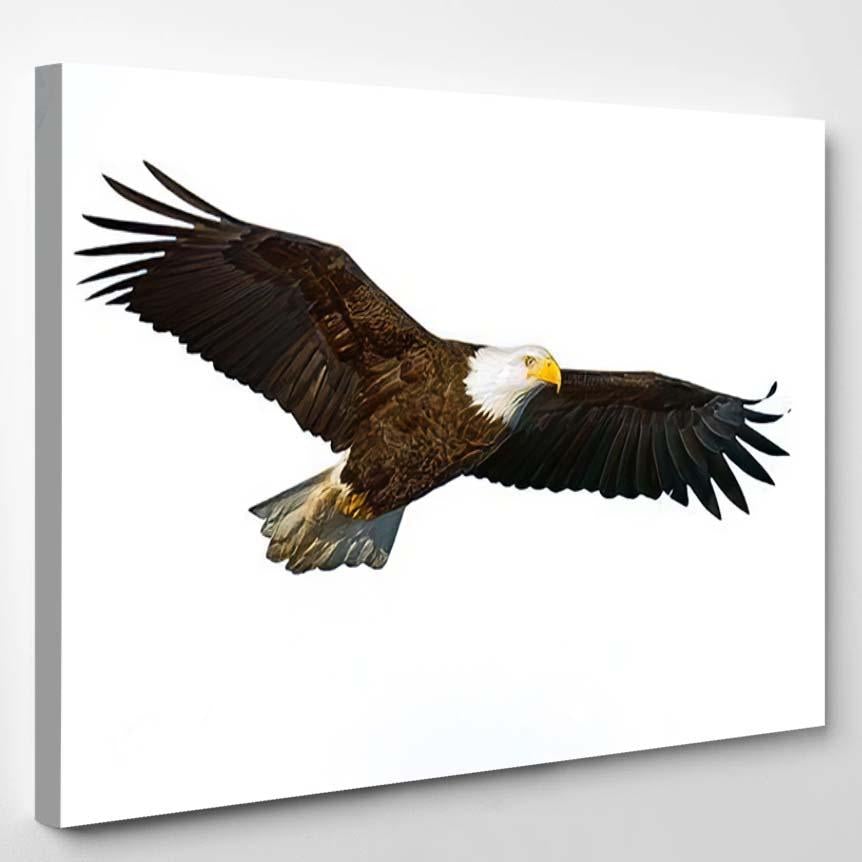 American Bald Eagle Flight Isolated On – Eagle Animals Canvas Print