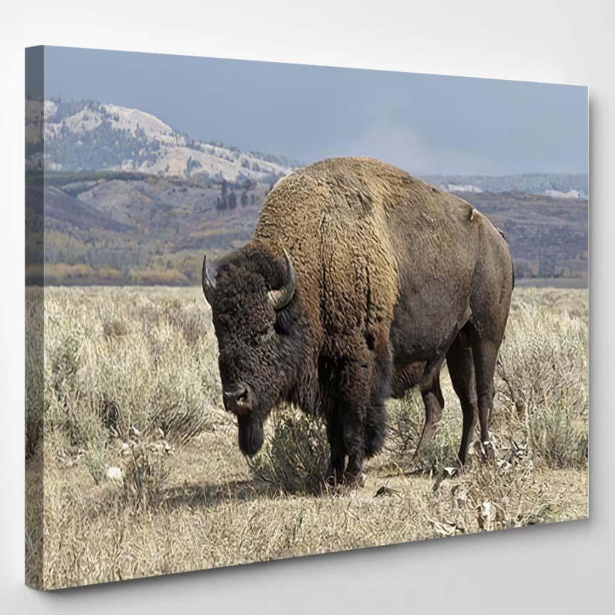 American Bison Rutting Bull Standing Guard – Bison Animals Canvas Print