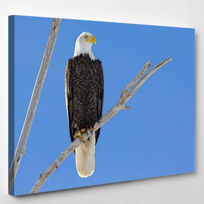 American Bald Eagle Cottonwood Tree Cherry – Eagle Animals Canvas Print