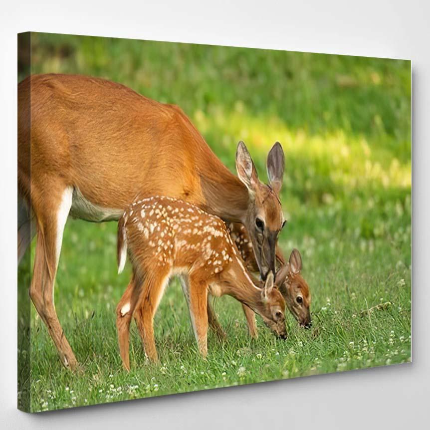 Whitetailed Deer Doe Two Fawns Open 1 – Deer Animals Canvas Print