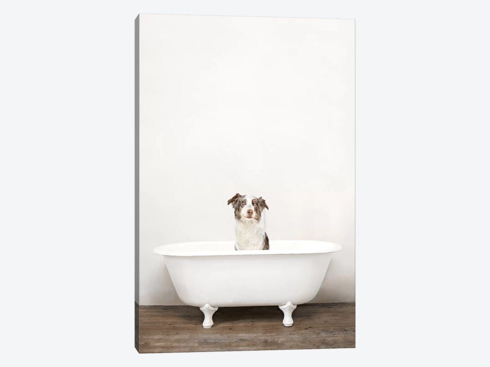 Australian Shepherd Dog In A Vintage Bathtub Canvas Poster 8″x12″ 12×18″ 18″x26″ 24″x36″ 30″x45″