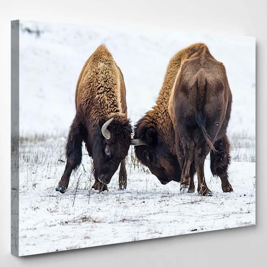 American Bison 26 – Bison Animals Canvas Print