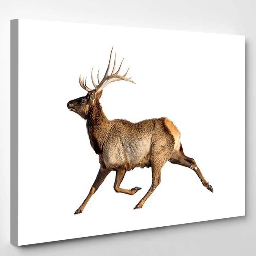 Reindeer Snow Isolated On White Background 1 – Deer Animals Canvas Print