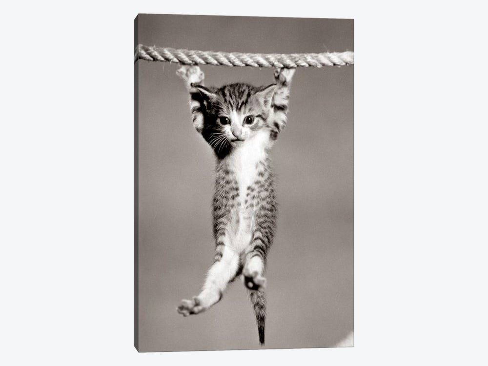 1950s Little Kitten Hanging From Rope Looking At Camera Canvas Poster 8″x12″ 12×18″ 18″x26″ 24″x36″ 30″x45″