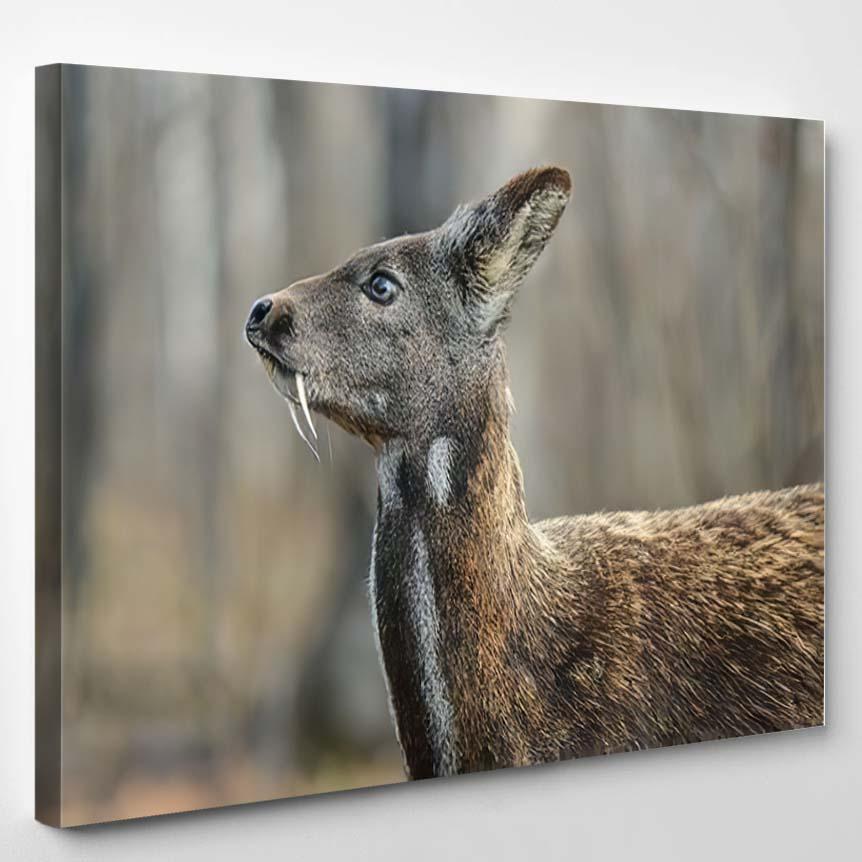 Siberian Musk Deer Rare Pair Hoofed – Deer Animals Canvas Print