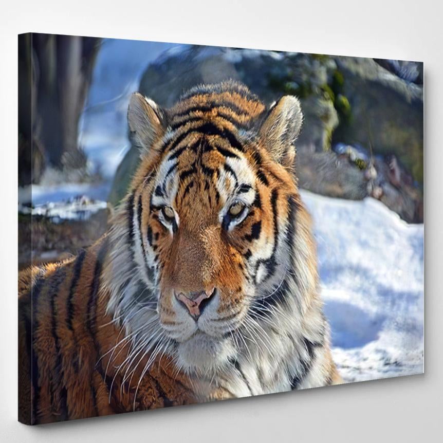 Tiger Close Panthera Tigris Largest Cat – Bear Animals Canvas Print