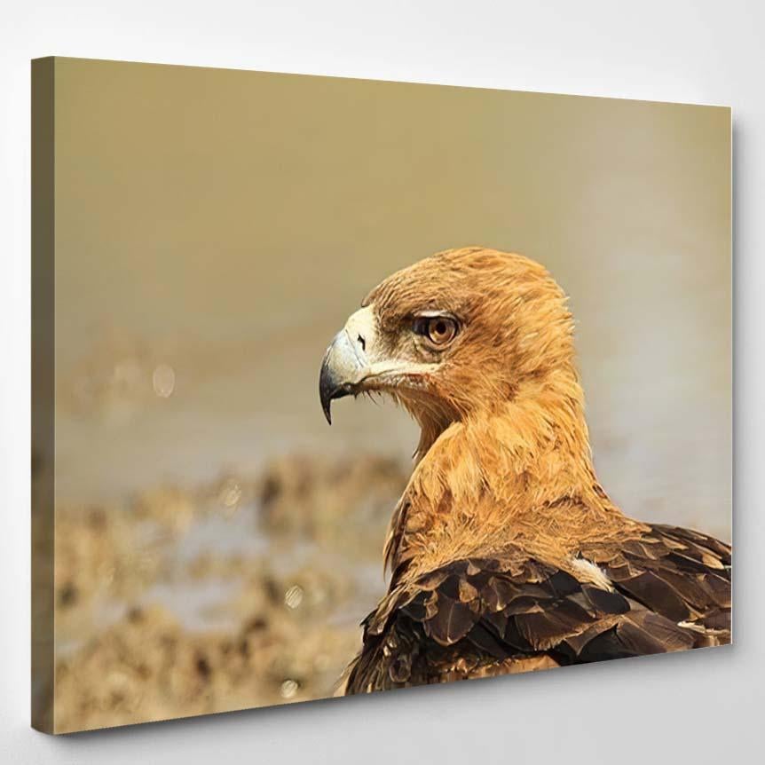 Tawny Eagle African Wild Bird Background – Eagle Animals Canvas Print