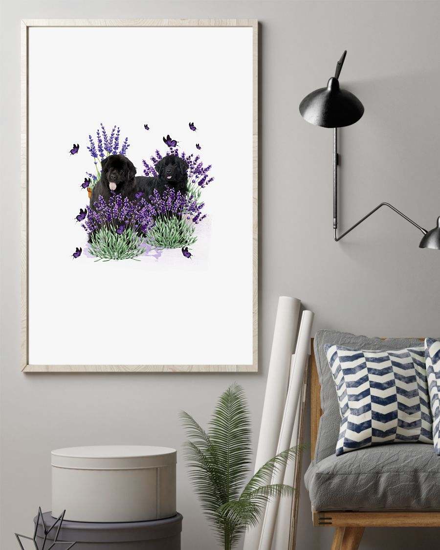 Newfoundland with lavender flower poster
