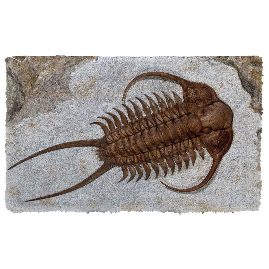 Alohazing 3D Trilobite Fossil Doormat