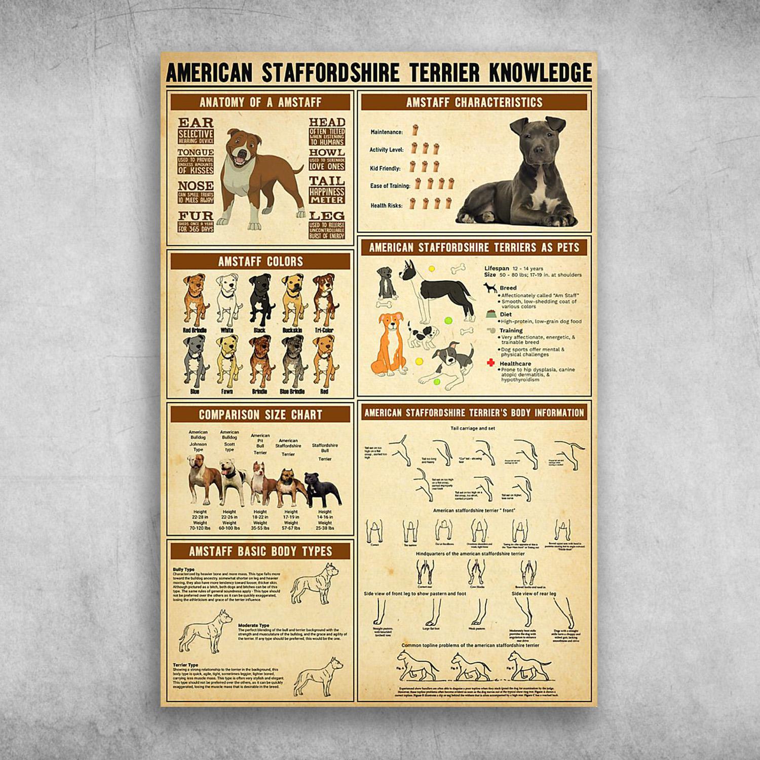 American Staffordshire Terrier Knowledge Anatomy Of A Amstaff Poster Print, Canvas Print, Canvas Wall Art, Canvas And Poster Wall Decor