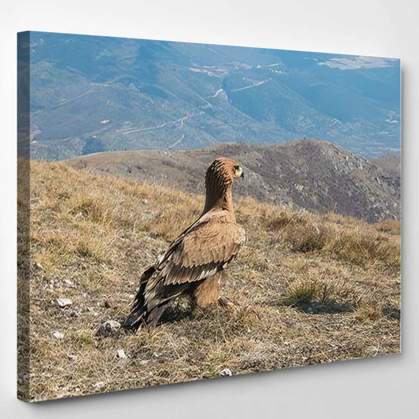 Portrait Wild Golden Eagle Looking Panorama – Eagle Animals Canvas Print