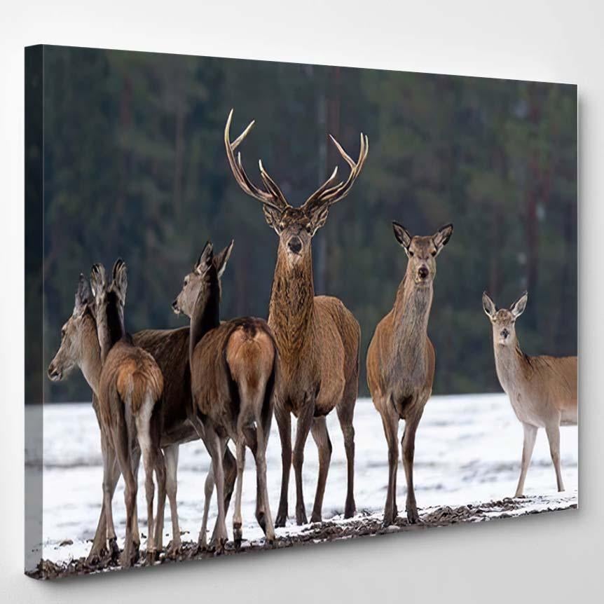 Adult Great Deer Cervus Elaphus Dedicated – Deer Animals Canvas Print