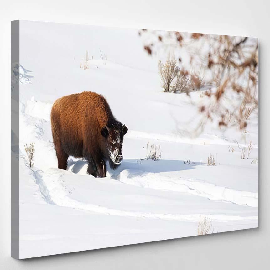 American Bison Explores Snow Covered Winter – Bison Animals Canvas Print