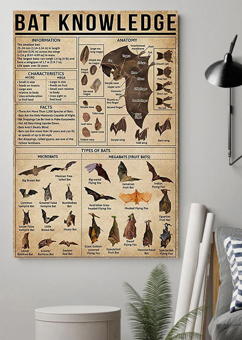 Bat Knowledge Poster