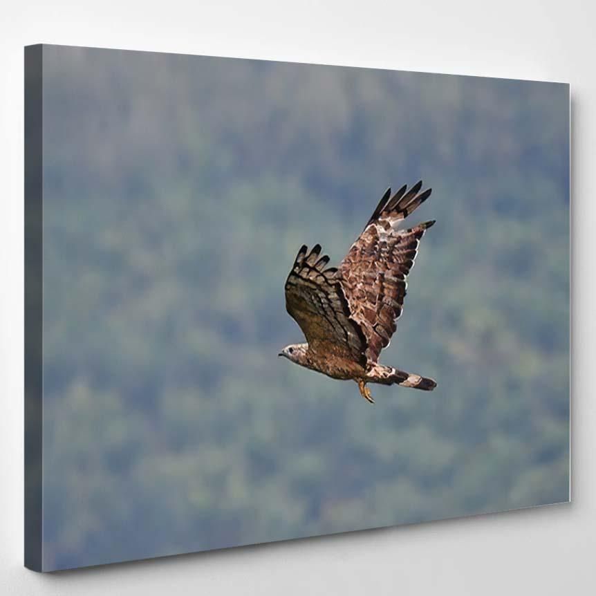 Oriental Honey Buzzard Pernis Ptilorhynchus Bird – Eagle Animals Canvas Art Wall Decor Christmas Gift Ideas