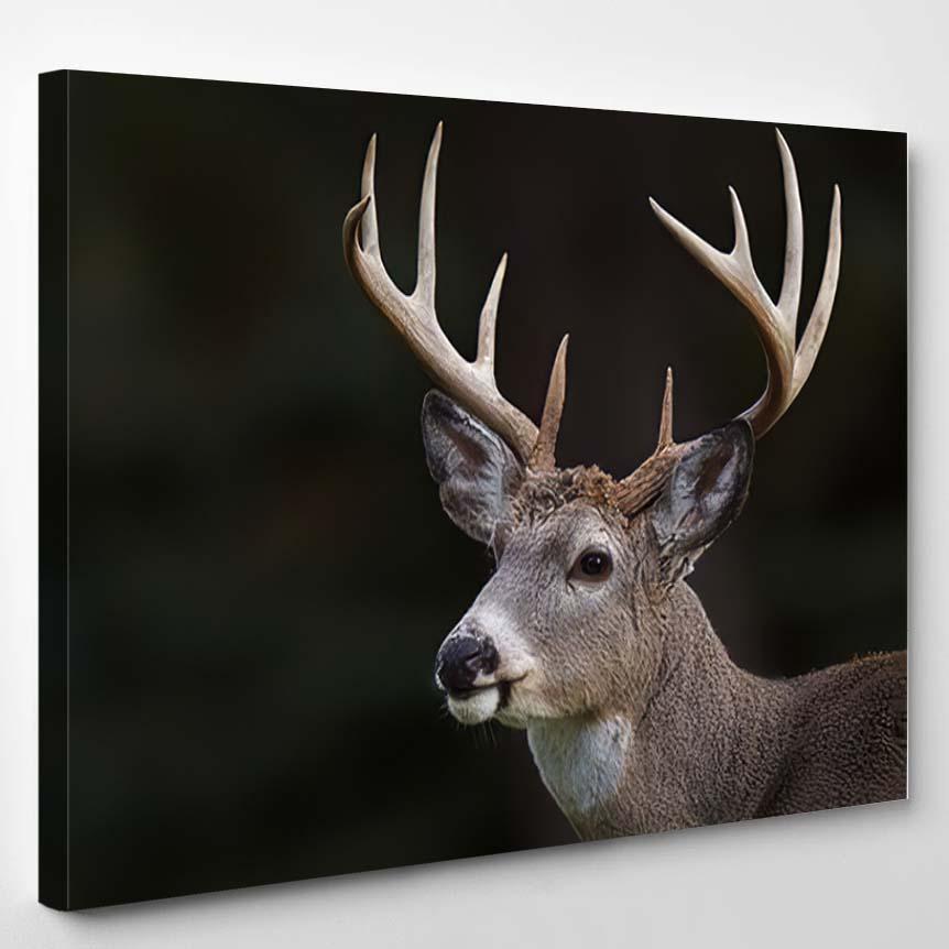 White Tailed Deer Ten Point Buck – Deer Animals Canvas Print