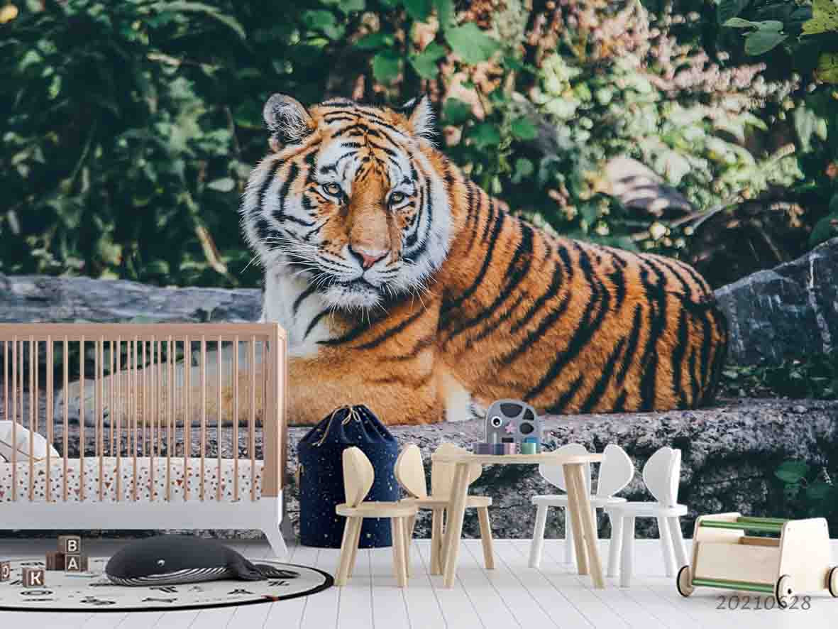 3D Wild Life Zoo Tiger Wall Mural Wallpaper Lqh 232