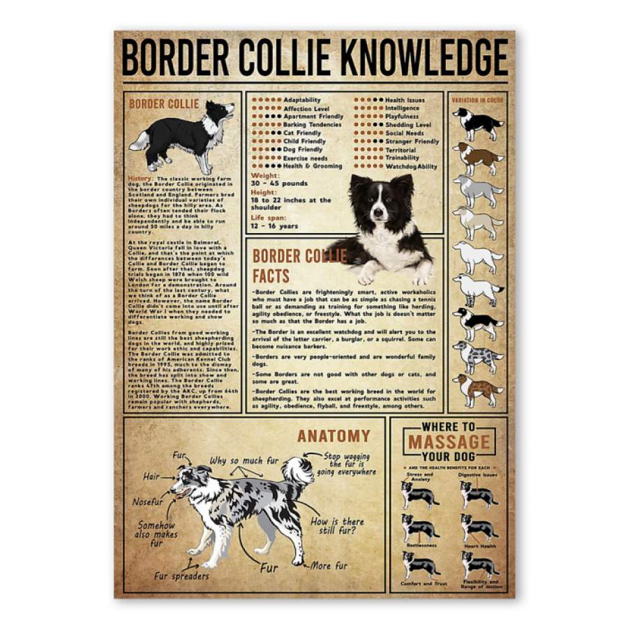 Border Collie Knowledge Special Custom Design Poster  Gift  For Dog Lovers