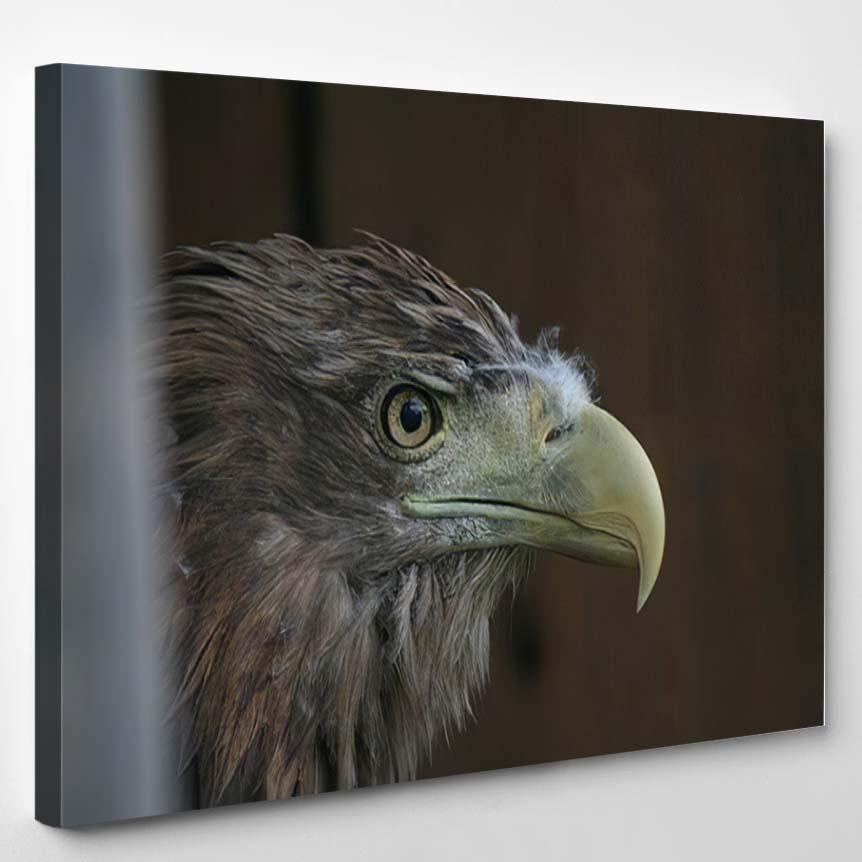 Whitetailed Eagle Haliaeetus Albicilla North Belarus – Eagle Animals Canvas Print