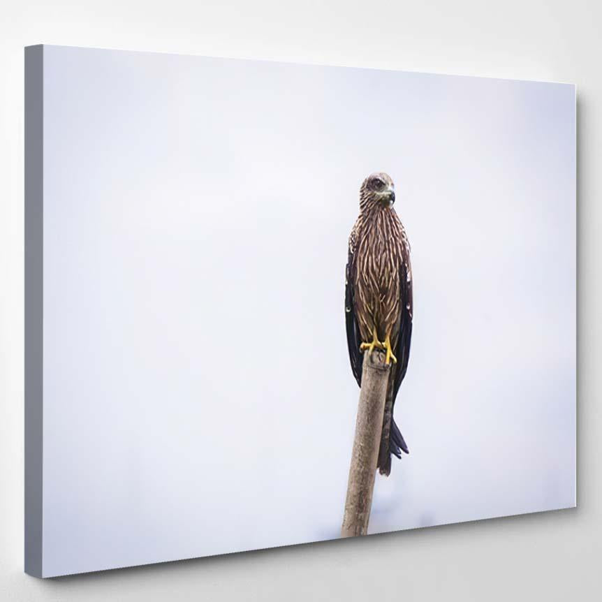 Single Golden Eagle – Eagle Animals Canvas Print