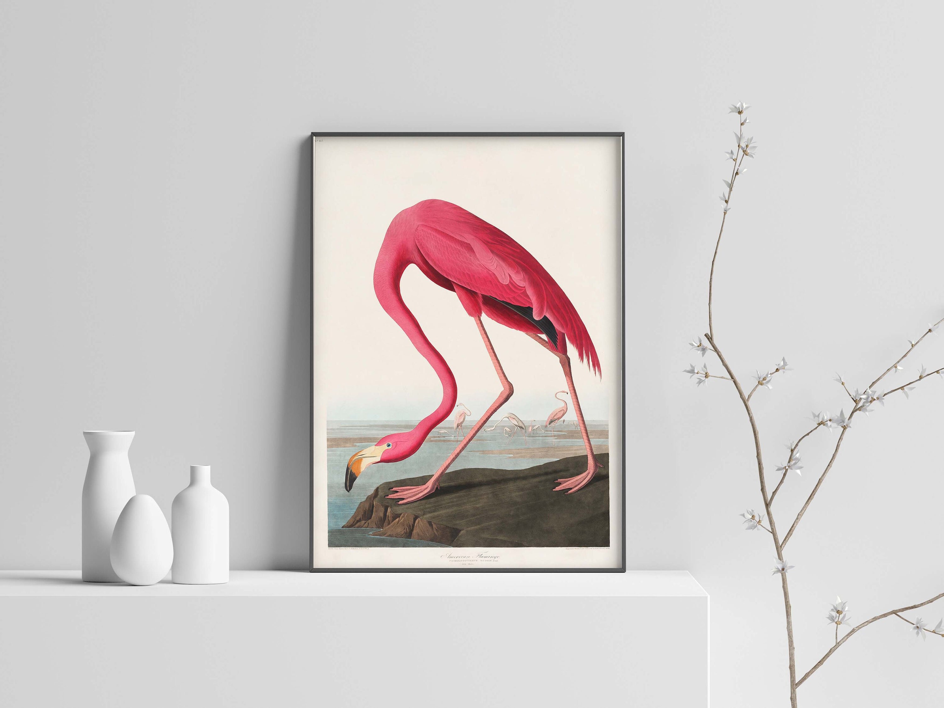 John James Audubon Birds of America, American Pink Flamingo Poster Print, Pink Flamingo Print, Bird Art Wall Art Poster Print Sizes A2/A3/A4