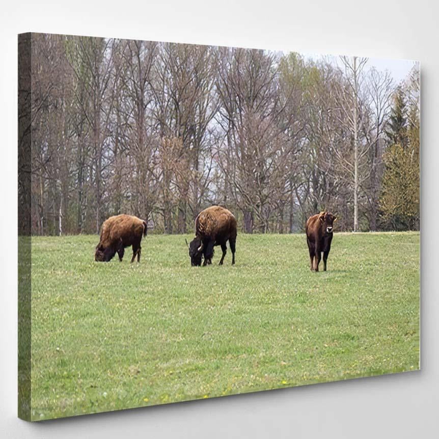 Small Herd American Buffalo Bison On – Bison Animals Canvas Print