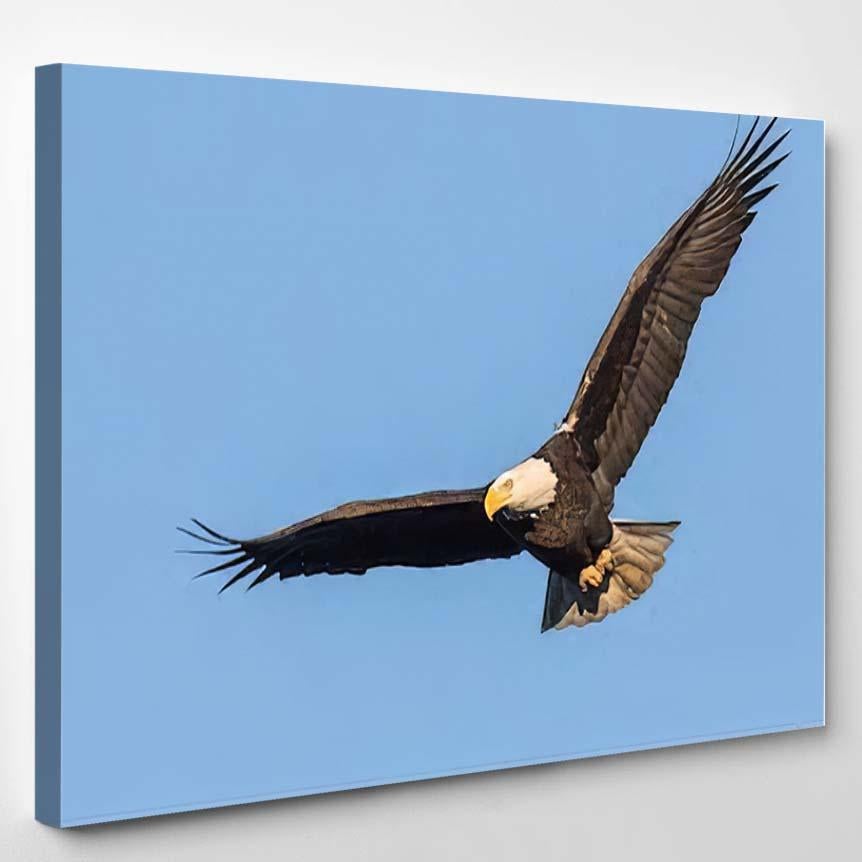 American Bald Eagle 47 – Eagle Animals Canvas Print