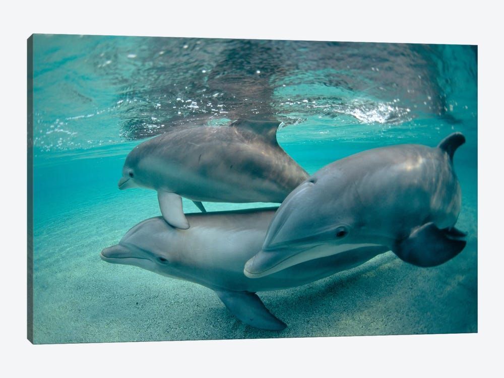 Bottlenose Dolphin Underwater Trio, Hawaii Canvas Poster 8″x12″ 12×18″ 18″x26″ 24″x36″ 30″x45″