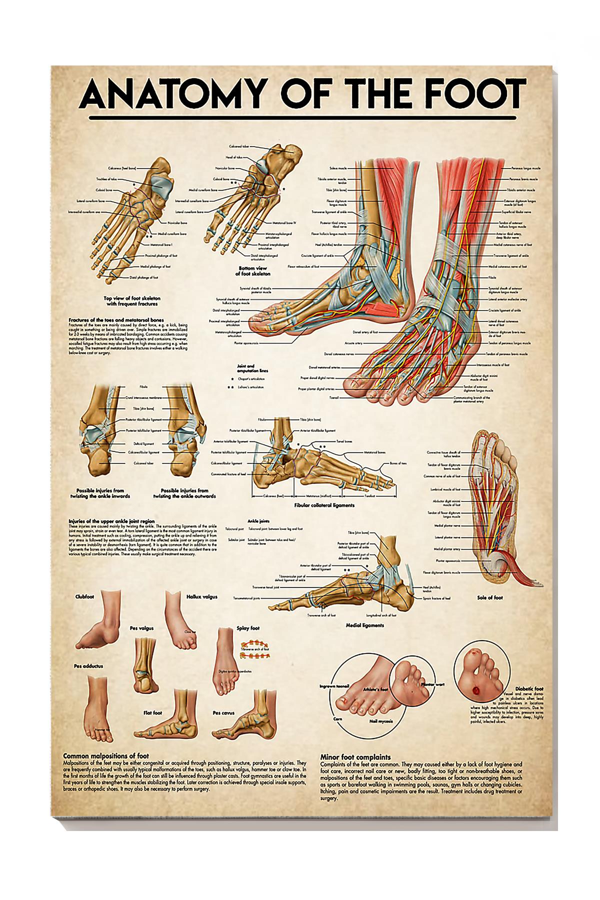 Anatomy Of The Foot Medical Knowledge Wall Art For Doctor Surgeon Hospital Clinic Decor Wrapped Canvas