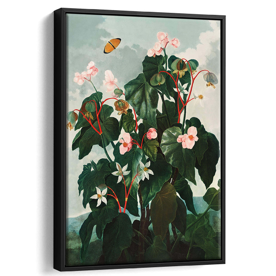 The Oblique Leaved Begonia Framed Canvas Print - Canvas Painting, Canvas Art, Wall Art, Wall Decor - Teeshirtsummer X California