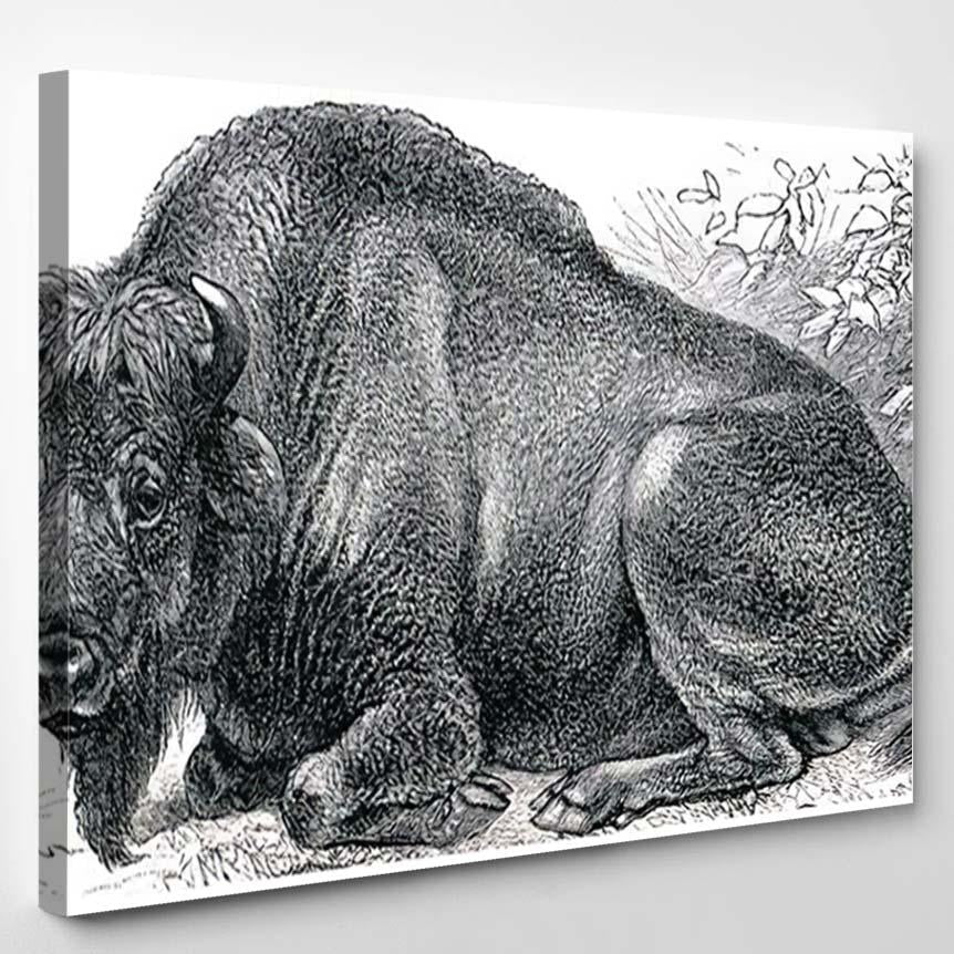 American Bison Bos Publication Book Meyers – Bison Animals Canvas Print