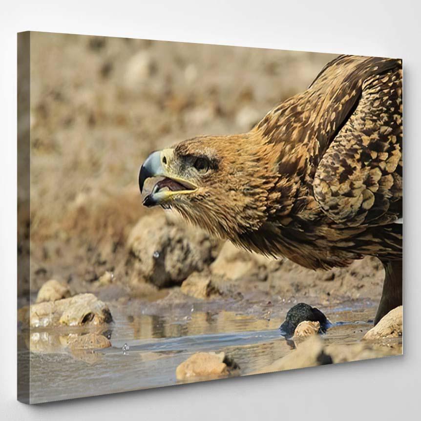 Tawny Eagle Wild Raptors Namibia Africa – Eagle Animals Canvas Print