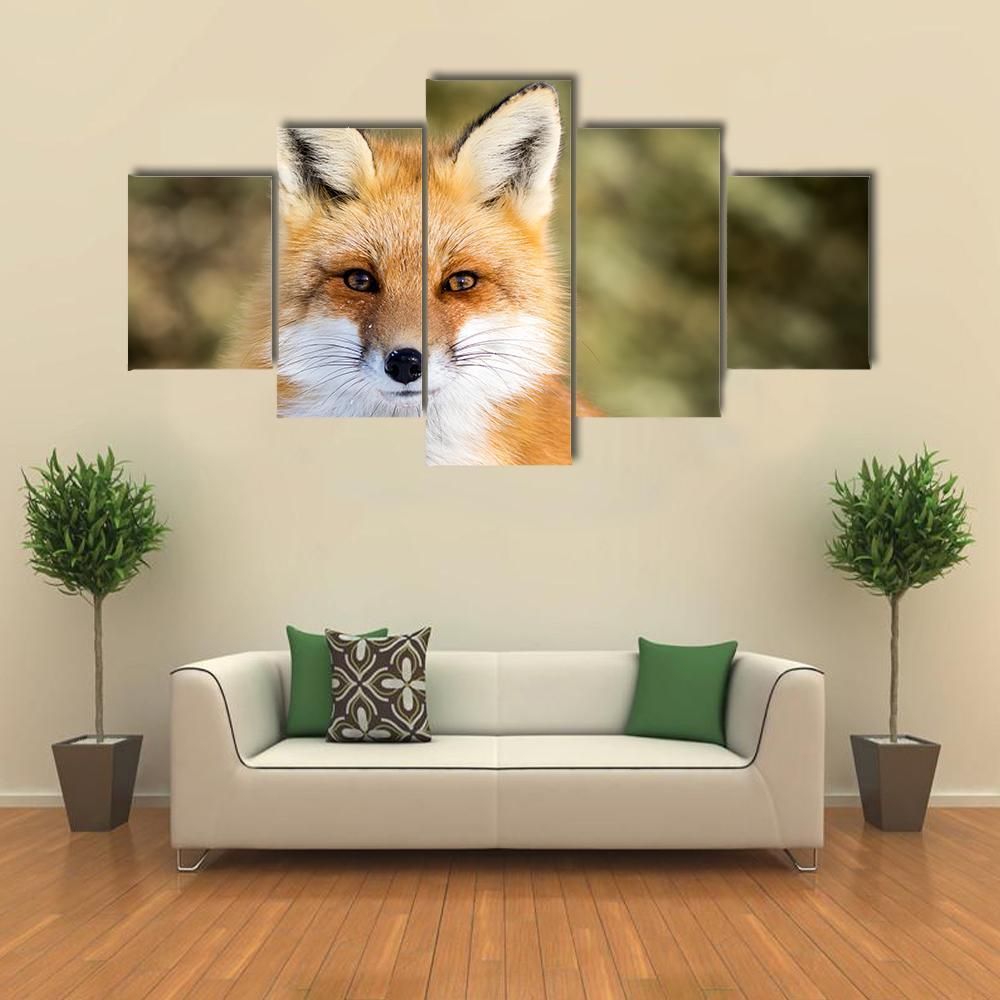 Red Fox Vulpes Sitting Up At Attention Animal 5 Panel Canvas Art Wall Decor