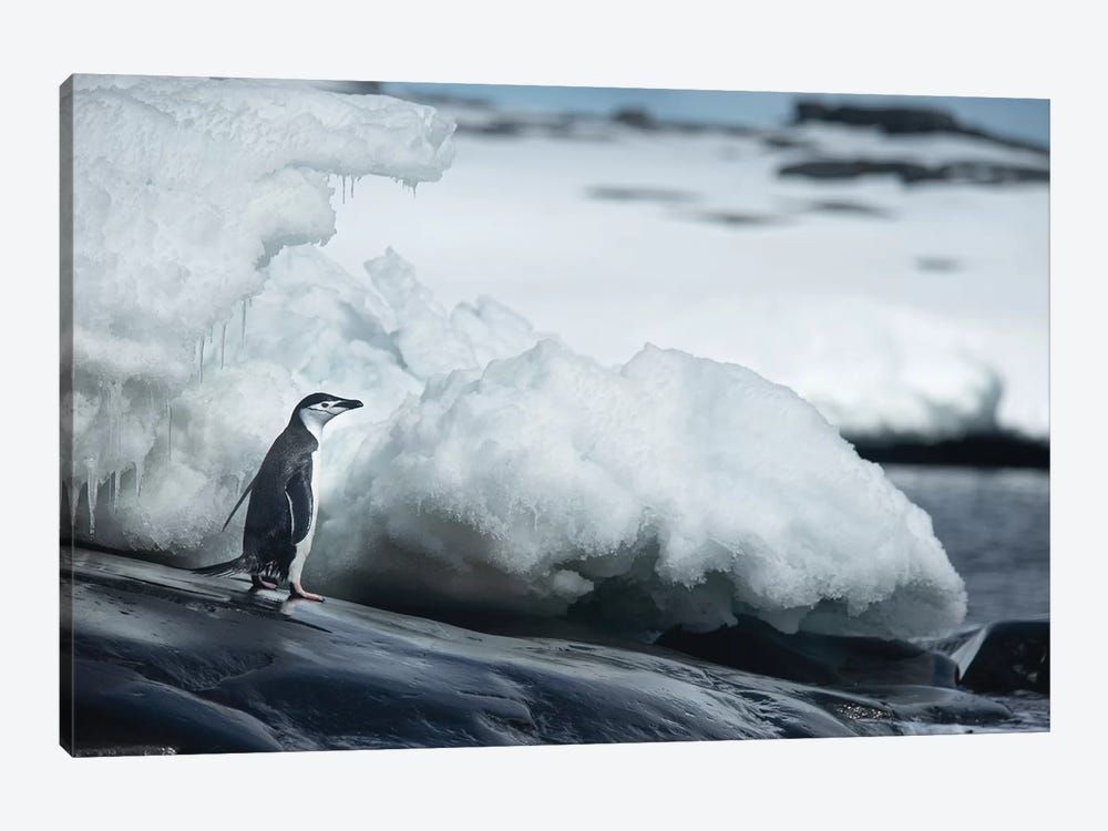 Adelie Penguin Canvas Poster 8″x12″ 12×18″ 18″x26″ 24″x36″ 30″x45″